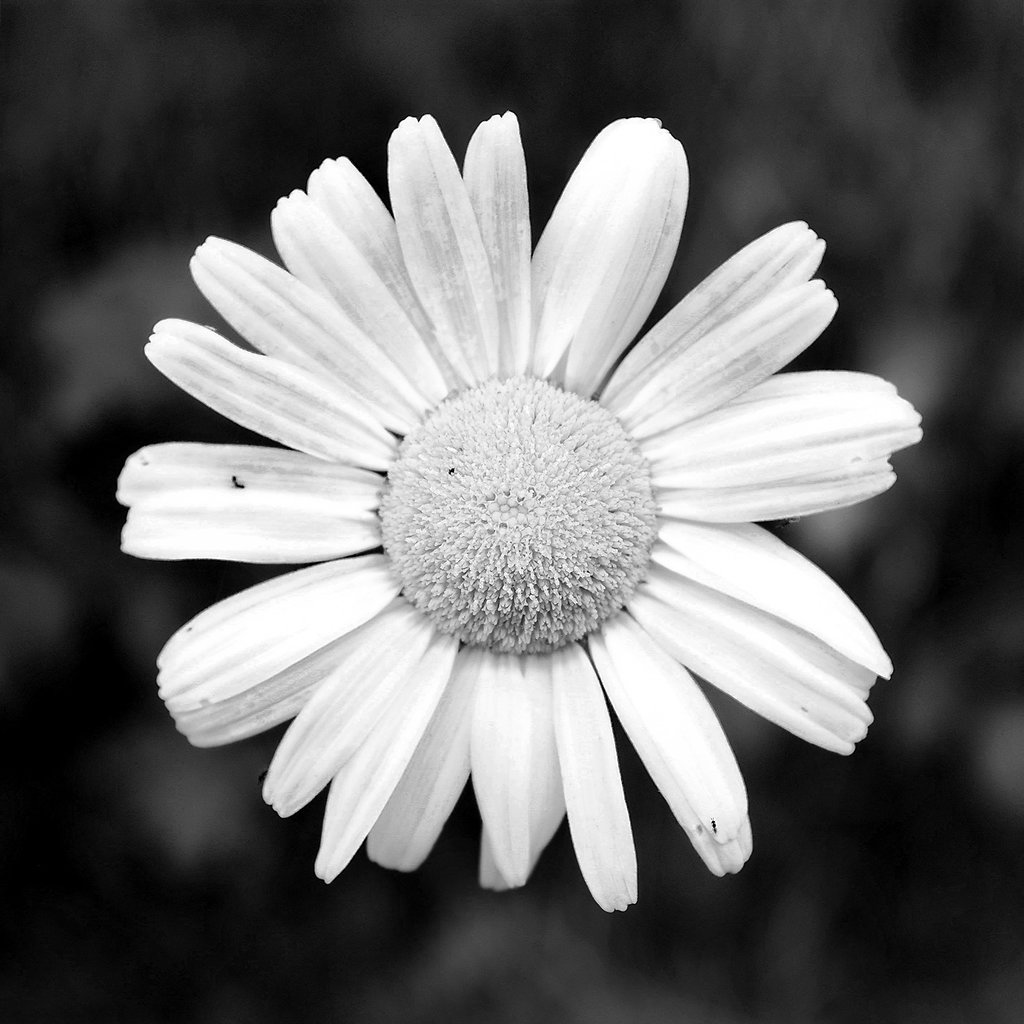 Daisy in black and white
